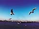 ʐ^fށ@DEX IMAGE@2/PH006_057.JPG