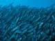 ʐ^fށ@DEX IMAGE@2/PH024_009.JPG