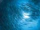 ʐ^fށ@DEX IMAGE@2/PH024_017.JPG