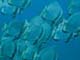 ʐ^fށ@DEX IMAGE@2/PH024_029.JPG