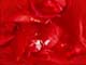 ʐ^fށ@DEX IMAGE@2/PH035_041.JPG