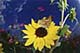 ʐ^fށ@DEX IMAGE@2/PH035_012.JPG
