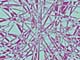ʐ^fށ@DEX IMAGE@2/PH089_131.JPG