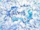 ʐ^fށ@DEX IMAGE@2/PH090_039.JPG