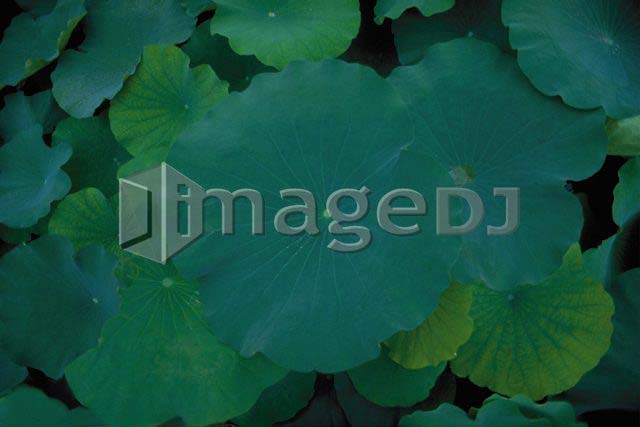 素材集 ハス 蓮