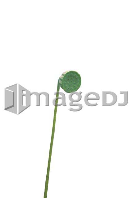 素材集 ハス 蓮