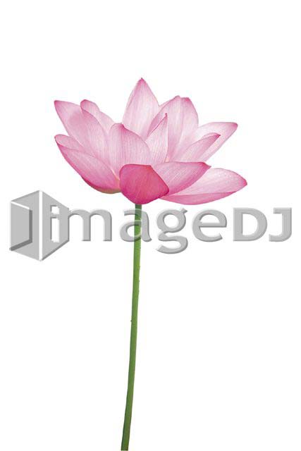 素材集 ハス 蓮