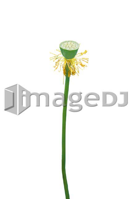 素材集 ハス 蓮