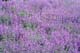 ʐ^fށ@؂ʐ^ JFI@2/25-083L.JPG
