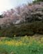 ʐ^fށ@MIXA@2/JPN02003.JPG