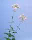 ʐ^fށ@MIXA@2/MIL30029.JPG