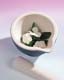 ʐ^fށ@MIXA@2/MIL30044.JPG