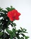 ʐ^fށ@MIXA@2/MIL30045.JPG