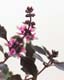ʐ^fށ@MIXA@2/MIL30051.JPG