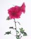 ʐ^fށ@MIXA@2/MIL30071.JPG