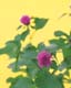 ʐ^fށ@MIXA@2/MIL30081.JPG