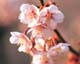 ʐ^fށ@MIXA@2/MIL55007.JPG