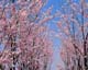 ʐ^fށ@MIXA@2/MIL55058.JPG