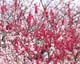 ʐ^fށ@MIXA@2/MIL55097.JPG