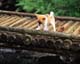 ʐ^fށ@MIXA@2/MIL56027.JPG