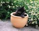 ʐ^fށ@MIXA@2/MIL56042.JPG
