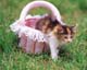 ʐ^fށ@MIXA@2/MIL56054.JPG