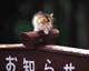 ʐ^fށ@MIXA@2/MIL56059.JPG