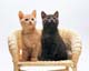 ʐ^fށ@MIXA@2/MIL56071.JPG