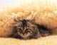 ʐ^fށ@MIXA@2/MIL56074.JPG