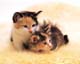 ʐ^fށ@MIXA@2/MIL56076.JPG
