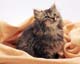 ʐ^fށ@MIXA@2/MIL56077.JPG