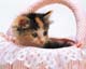 ʐ^fށ@MIXA@2/MIL56080.JPG