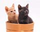 ʐ^fށ@MIXA@2/MIL56095.JPG