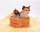 ʐ^fށ@MIXA@2/MIL56096.JPG