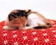 ʐ^fށ@MIXA@2/MIL56097.JPG