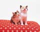 ʐ^fށ@MIXA@2/MIL56098.JPG
