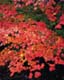 ʐ^fށ@MIXA@2/MIL66049.JPG