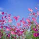 ʐ^fށ@MIXA@2/MIL89059.JPG