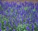 ʐ^fށ@MIXA@2/MIX14039.JPG