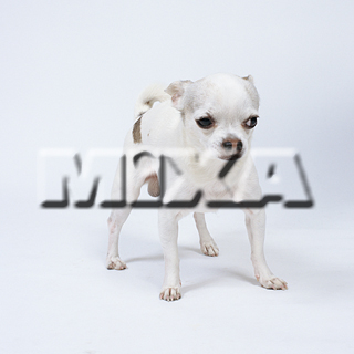 MIXA IMAGE LIBRARY vol.155 %%p^Cg%% cnfr