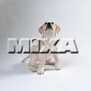 MIXA IMAGE LIBRARY vol.155 %%p^Cg%% cnfr