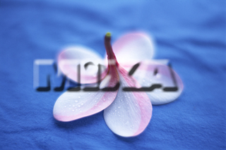 MIXA IMAGE LIBRARY vol.157 %%p^Cg%% nC̋x