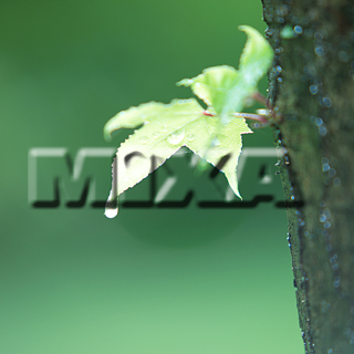 MIXA IMAGE LIBRARY vol.159 %%p^Cg%% tbVEO[