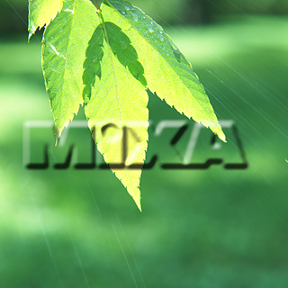 MIXA IMAGE LIBRARY vol.159 %%p^Cg%% tbVEO[