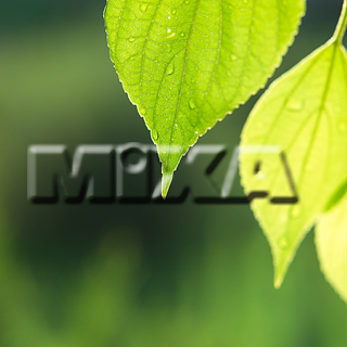 MIXA IMAGE LIBRARY vol.159 %%p^Cg%% tbVEO[