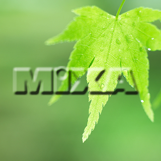 MIXA IMAGE LIBRARY vol.159 %%p^Cg%% tbVEO[