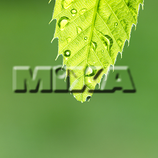 MIXA IMAGE LIBRARY vol.159 %%p^Cg%% tbVEO[