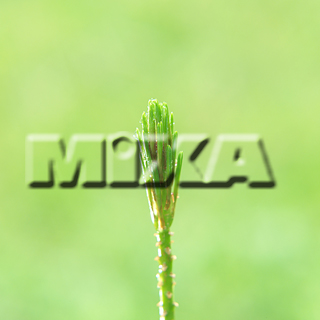 MIXA IMAGE LIBRARY vol.159 %%p^Cg%% tbVEO[