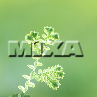 MIXA IMAGE LIBRARY vol.159 %%p^Cg%% tbVEO[