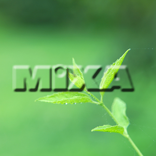 MIXA IMAGE LIBRARY vol.159 %%p^Cg%% tbVEO[